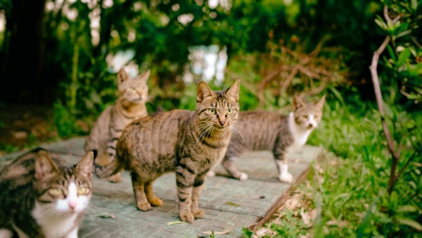 В Чикаго кошек стабильно устраивают на работу В Чикаго кошек стабильно устраивают на работу