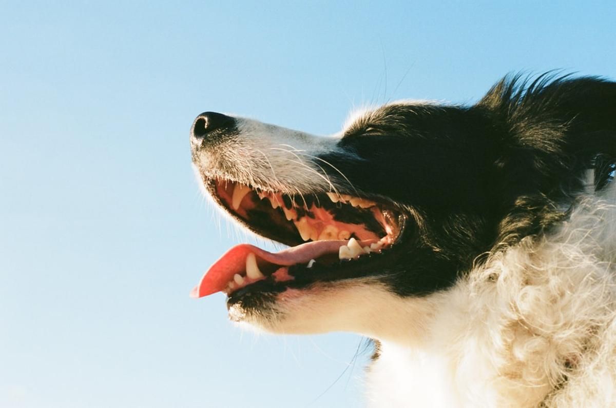 5 способів зберегти здоров’я зубів та ясен вашої собаки