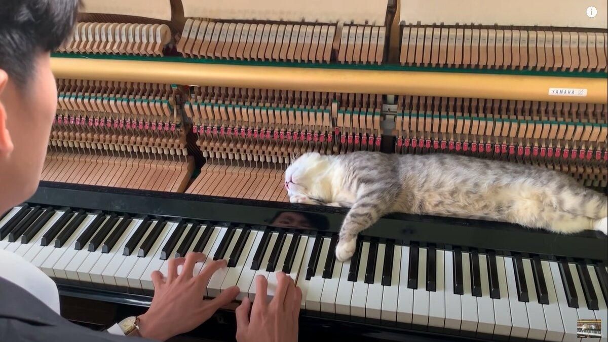 Кот, который обожает пианино-массаж: необычное виде