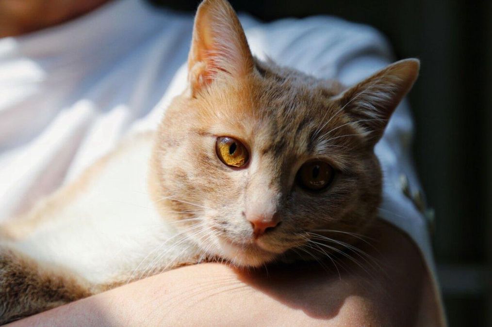 11 фактів про котів, які ви не знали