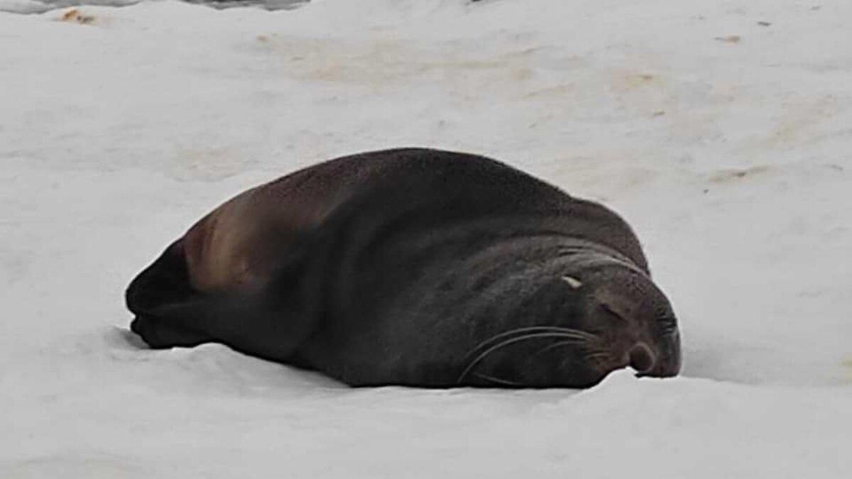 До українських полярників навідалися морські котики До українських полярників навідалися морські котики