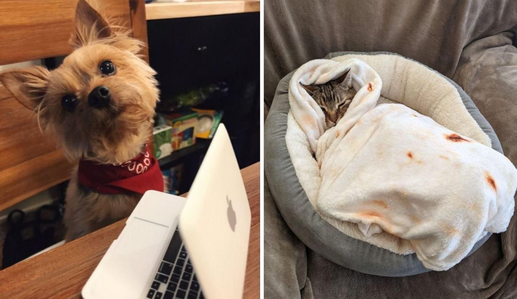 Люди купили своїм собакам та кішкам цікаві речі: фото Люди купили своїм собакам та кішкам цікаві речі: фото