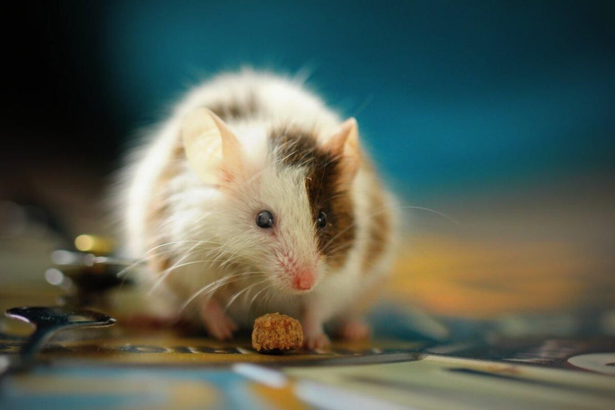 Вчені змусили мишей стати друзями: як їм це вдалося