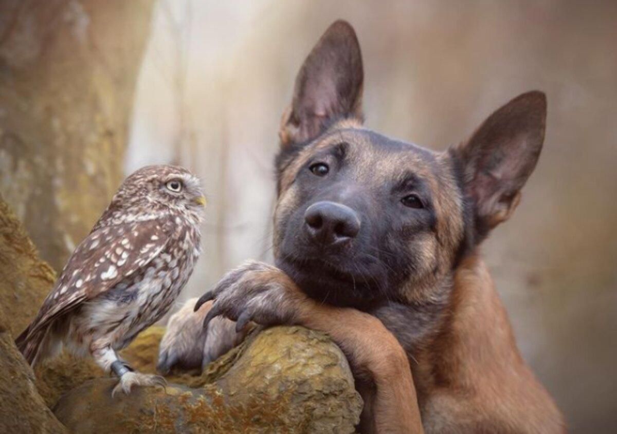 Собака і сова стали найкращими друзями: фото