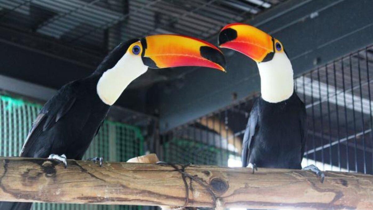 Пара туканів розчарувала японський зоопарк: що трапилося