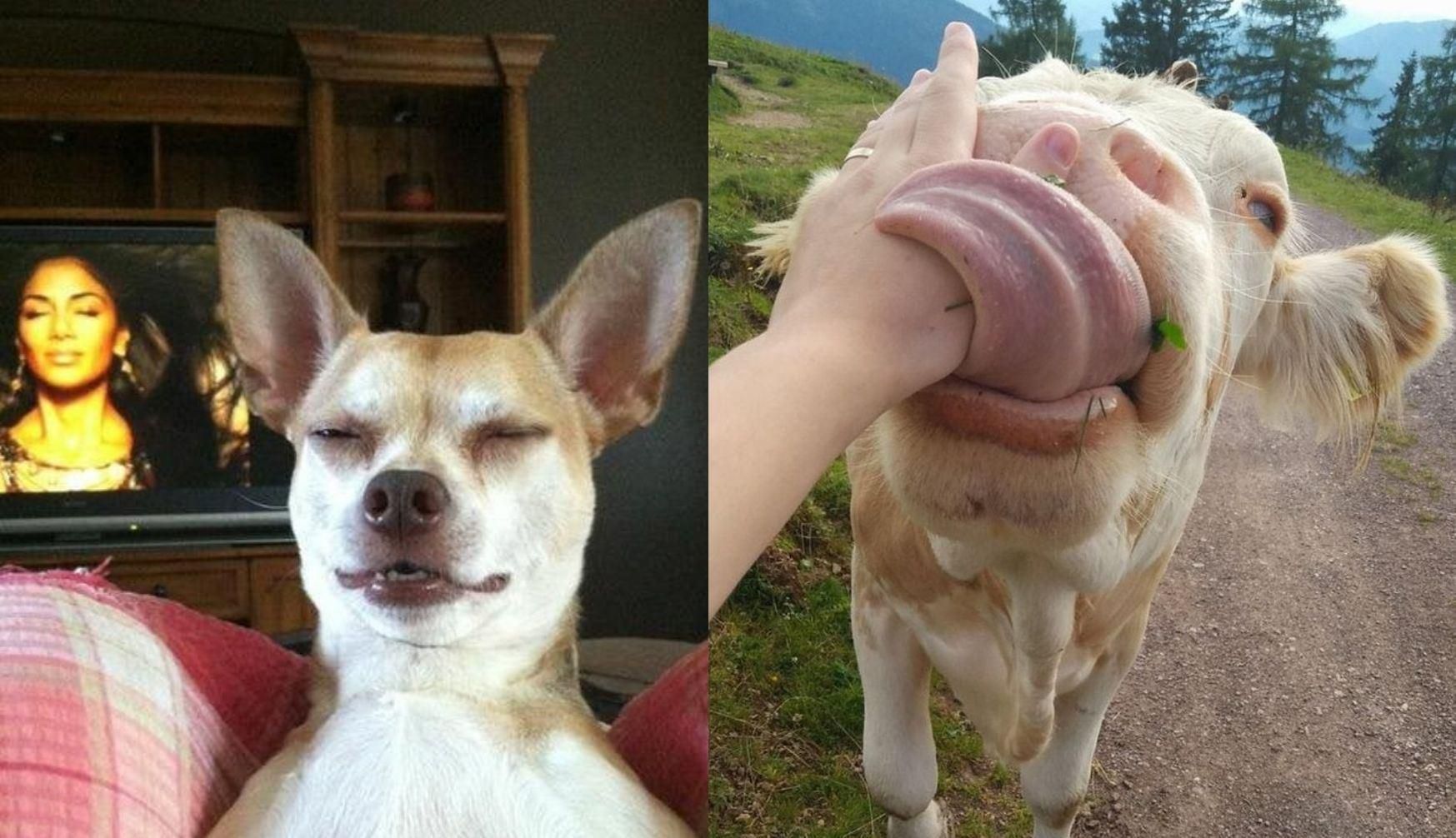 Коли встиг упіймати потрібний момент: кумедні фото домашніх тварин Коли встиг упіймати потрібний момент: кумедні фото домашніх тварин