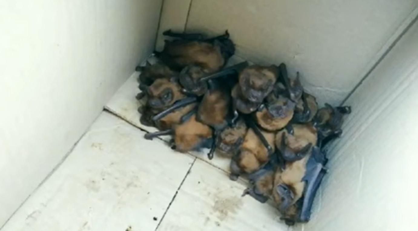 В Галиче в кабинете врача поселилась колония редких летучих мышей