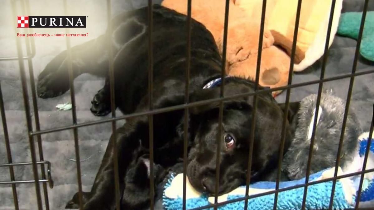 Хлопчик у США продавав карти покемонів, щоб врятувати цуценя Хлопчик у США продавав карти покемонів, щоб врятувати цуценя