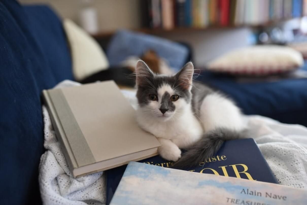 Книги про котів для дітей: добірка літератури