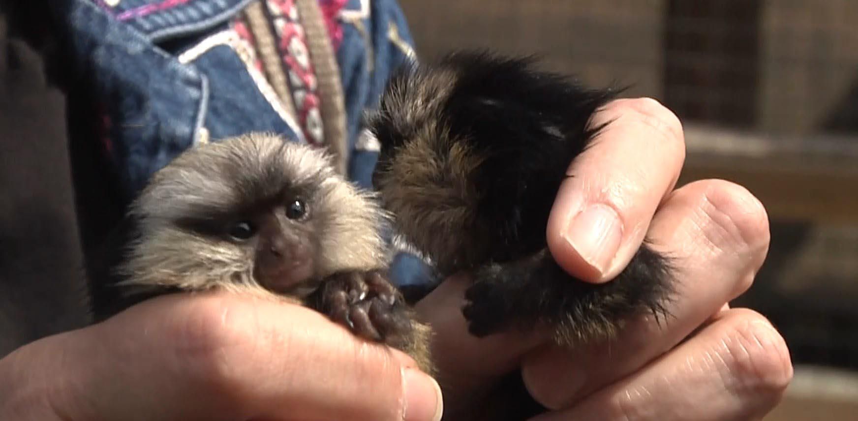Двойня обезьян и редкие тигры: в зоопарке Бердянска родились звери Двойня обезьян и редкие тигры: в зоопарке Бердянска родились звери