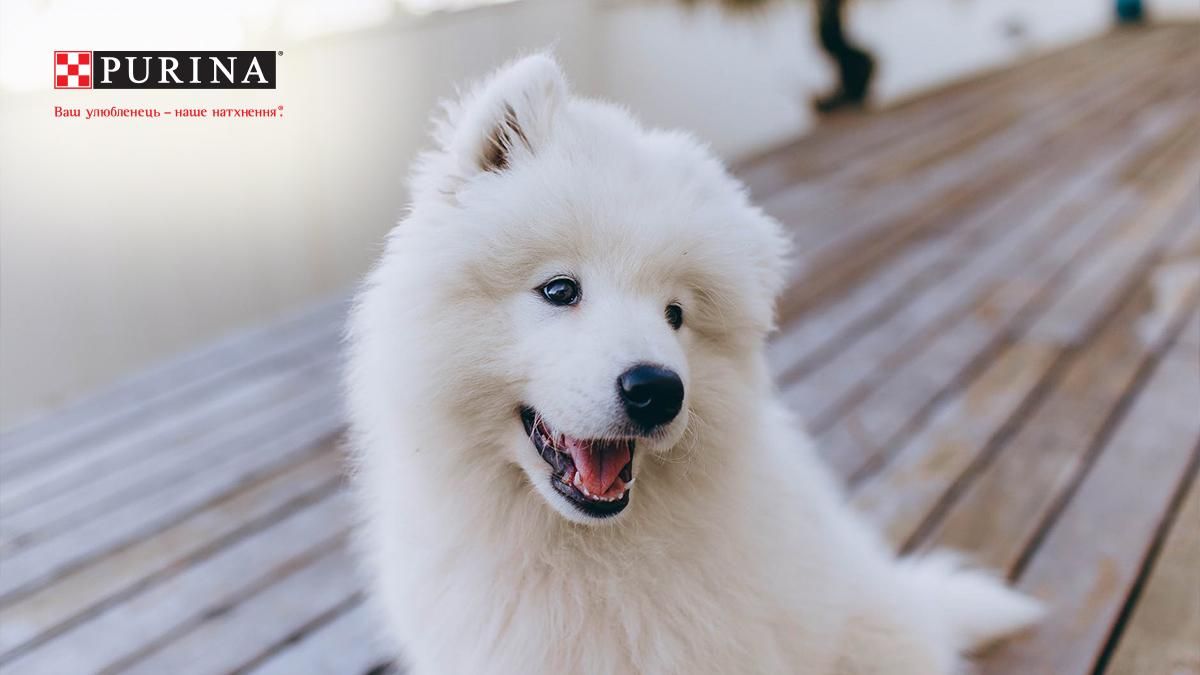 Голодні цуценята напали на маму: миле відео про родину самоїдів Голодні цуценята напали на маму: миле відео про родину самоїдів