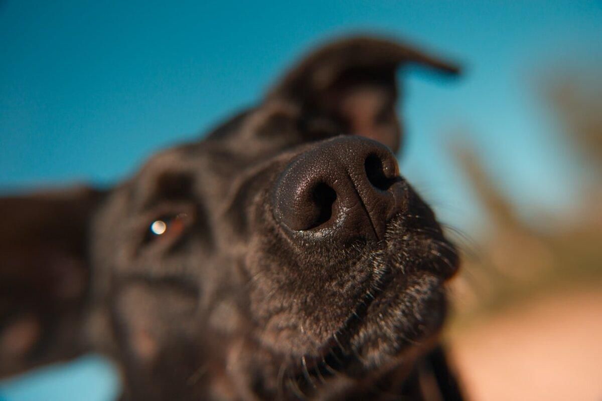 Сухой нос у собаки: всегда ли он является симптомом болезни