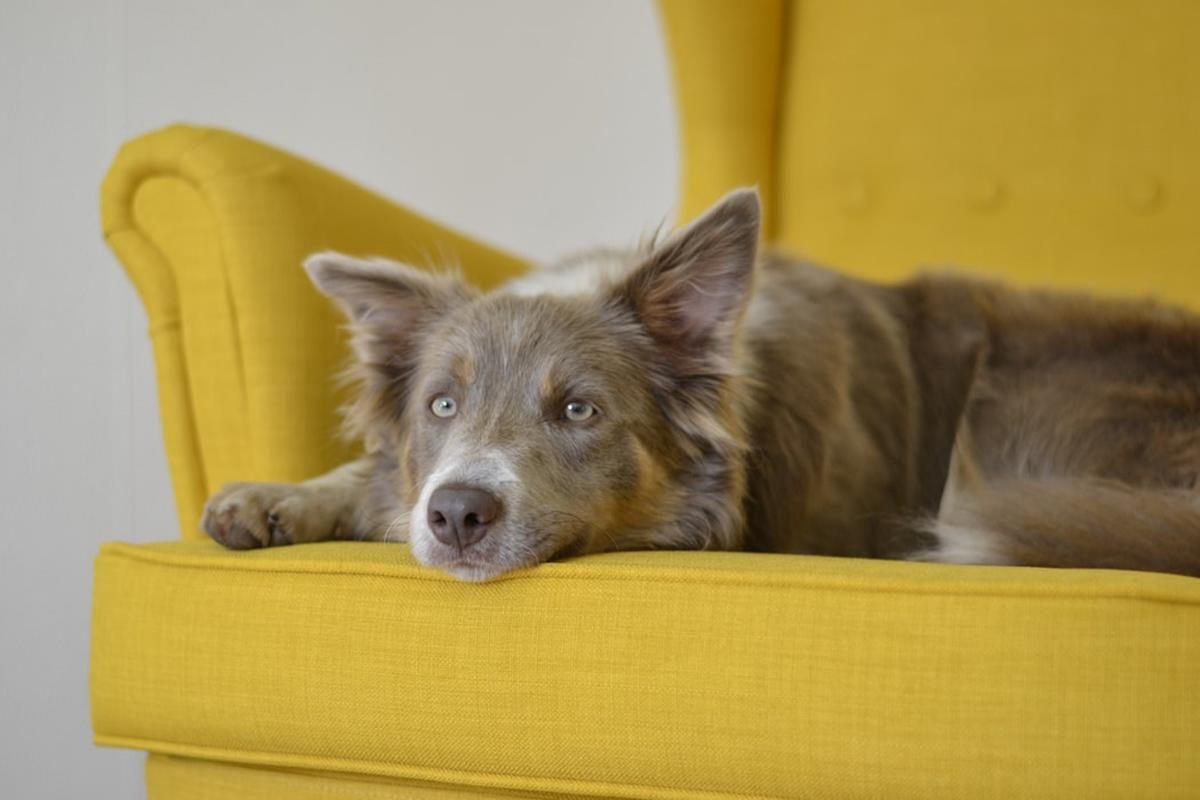 Как приучить собаку держаться подальше от мебели
