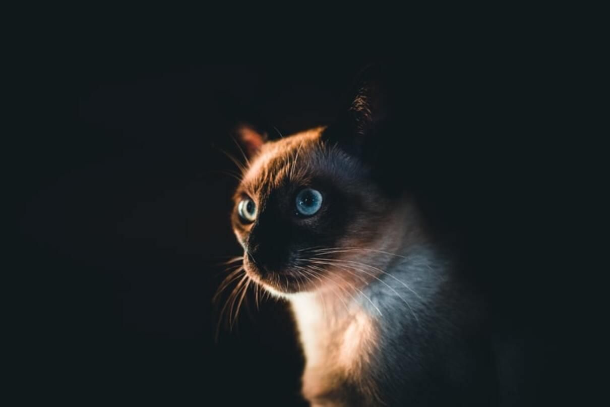 Сиамский кот: история породы, характер и стандарт внешности 