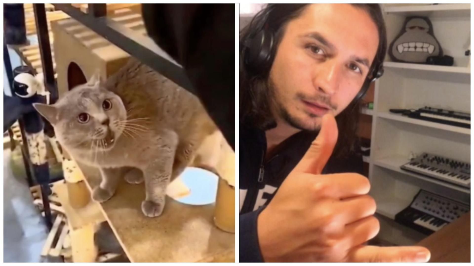 Южноафриканский музыкант спел в дуэте с котом: видео