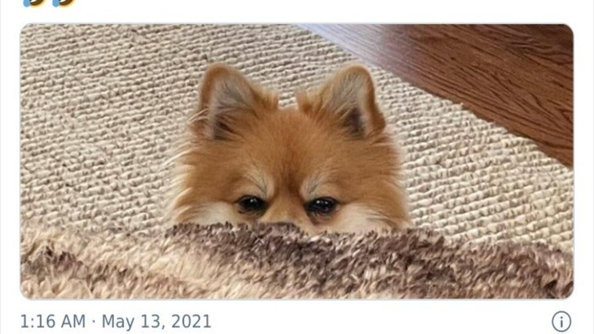 Собаки просят еду: фотографии морд, которые растрогают любого Собаки просят еду: фотографии морд, которые растрогают любого