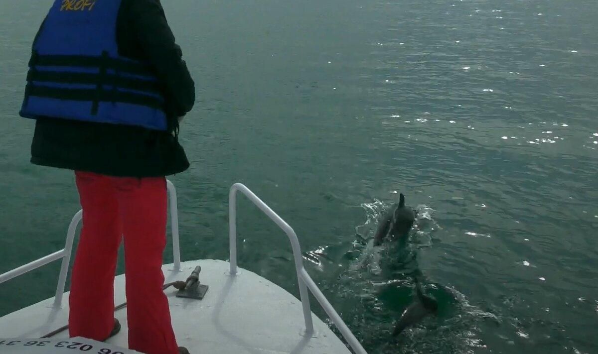 Морські свині та білобочки: в мережі показали українських дельфінів