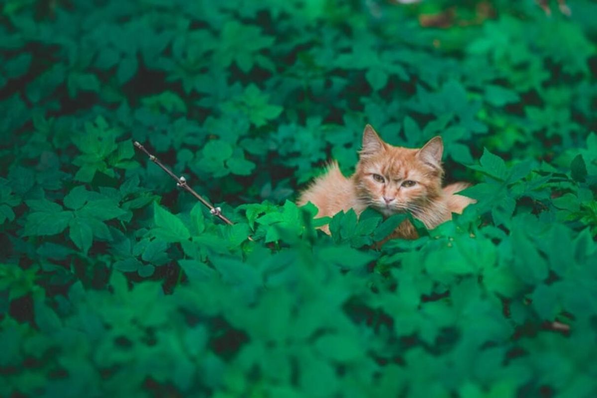 Почему кот ловит насекомых, что делать если кот проглотил муху: советы