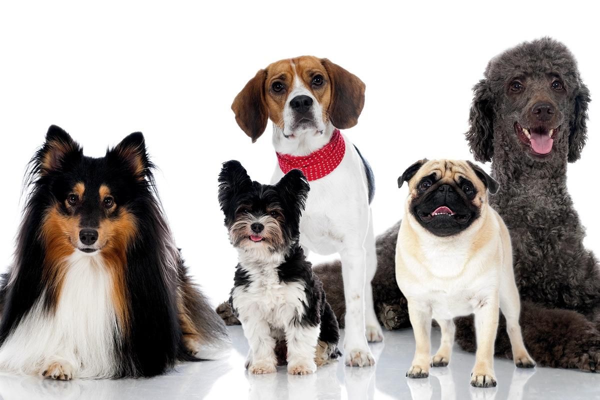 Найкращі породи собак для недосвідчених власників: ТОП 10