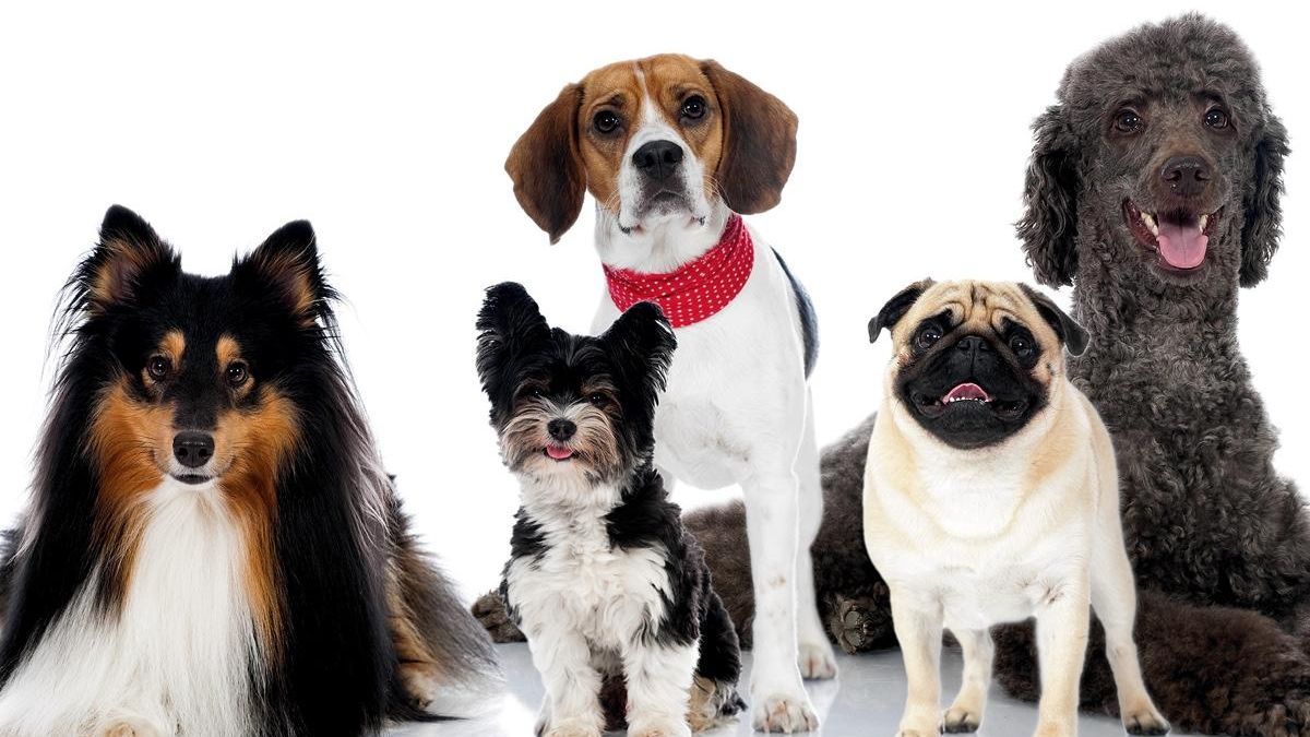 Лучшие породы собак для неопытных владельцев: ТОП 10