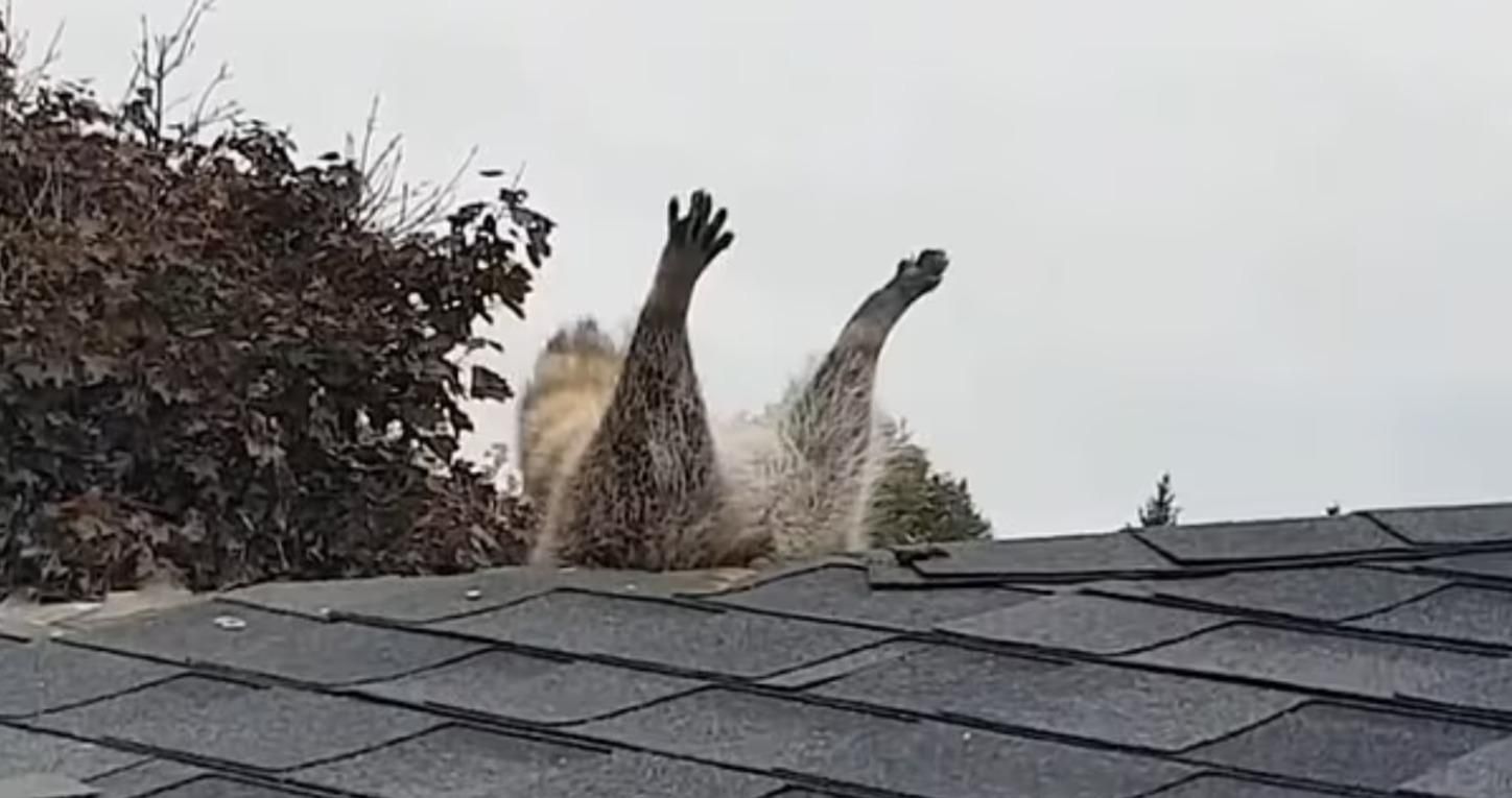 Єнот намагався пролізти на горище, але застряг у даху: відео Єнот намагався пролізти на горище, але застряг у даху: відео