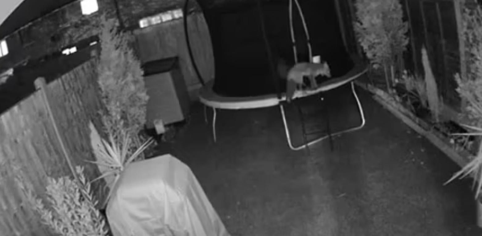 Лисицы в Лондоне забавлялись на детском батуте – видео Лисицы в Лондоне забавлялись на детском батуте – видео