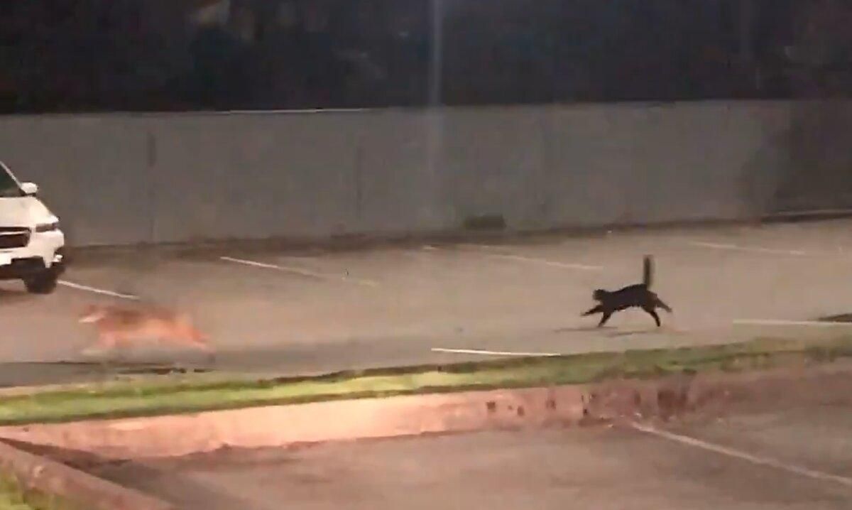 Смелая кошка прогнала койота: видео о маленькой героине Смелая кошка прогнала койота: видео о маленькой героине