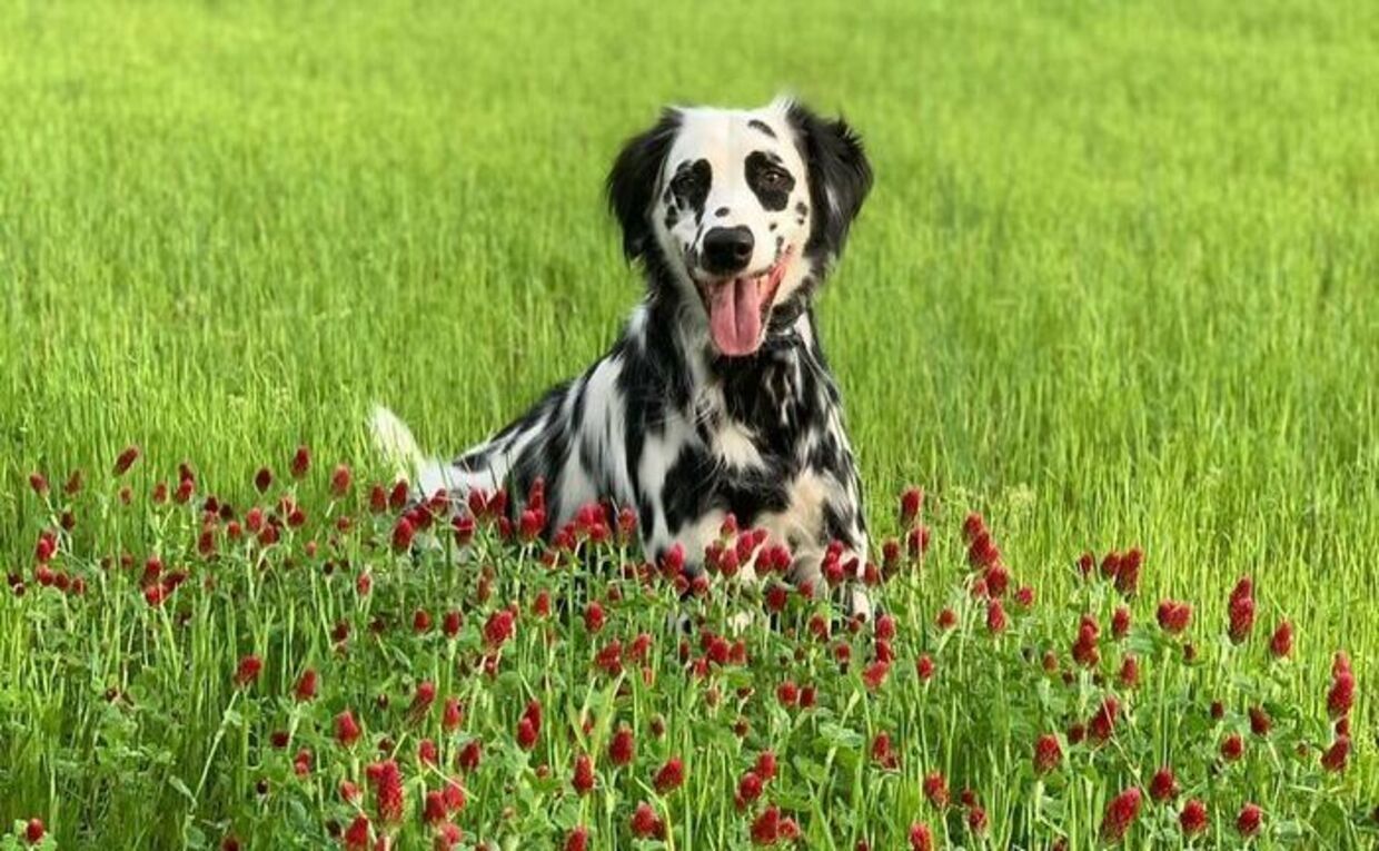 Пухнастий далматин Оклі, що схожий на ретривера Пухнастий далматин Оклі, що схожий на ретривера