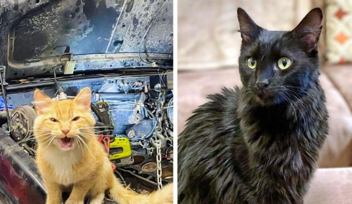 Коты, которые взяли свою жизнь в собственные лапки: милая фотоподборка