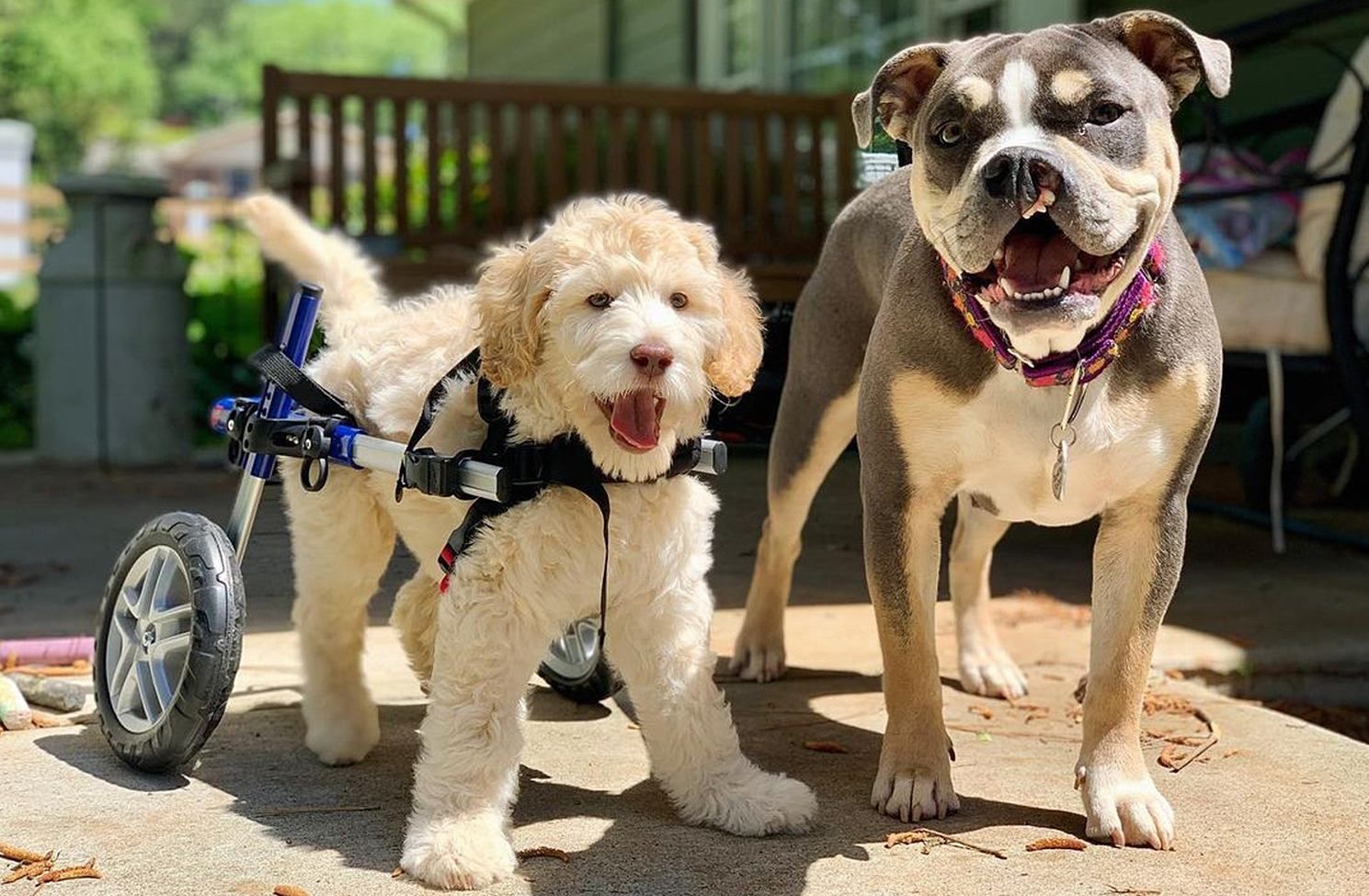 Паралізоване цуценя робить перші кроки: відео Паралізоване цуценя робить перші кроки: відео