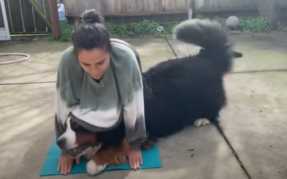 Пес мешает своей обладательнице тренироваться: курьезное видео