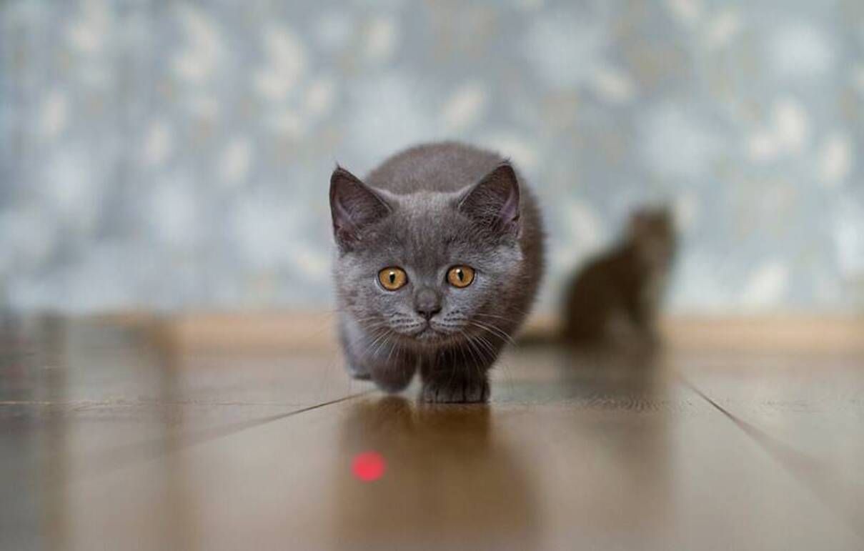 Чому коти люблять гратися з лазером і чи безпечно це