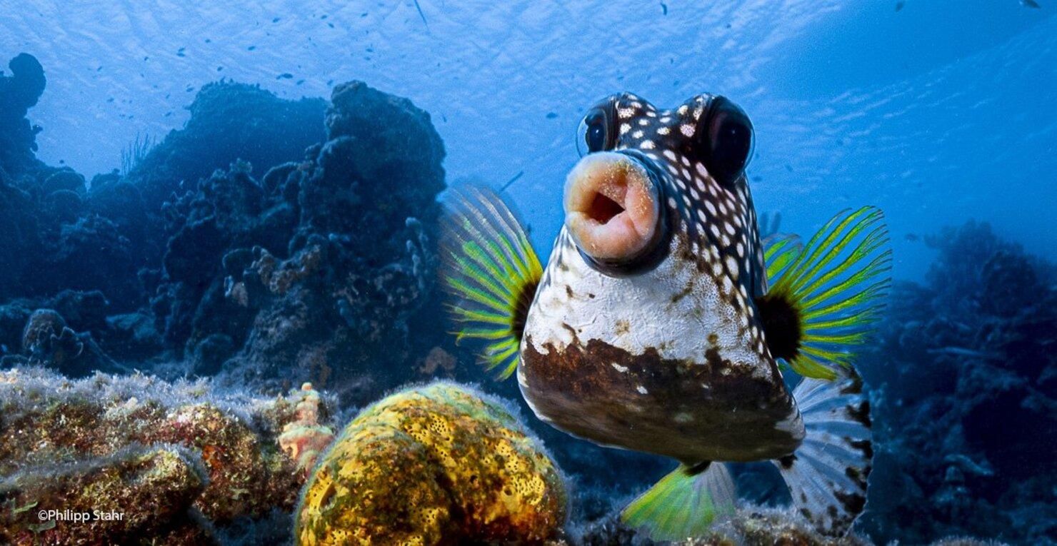 Comedy Wildlife Photography Awards 2021: фото номінантів конкурсу Comedy Wildlife Photography Awards 2021: фото номінантів конкурсу