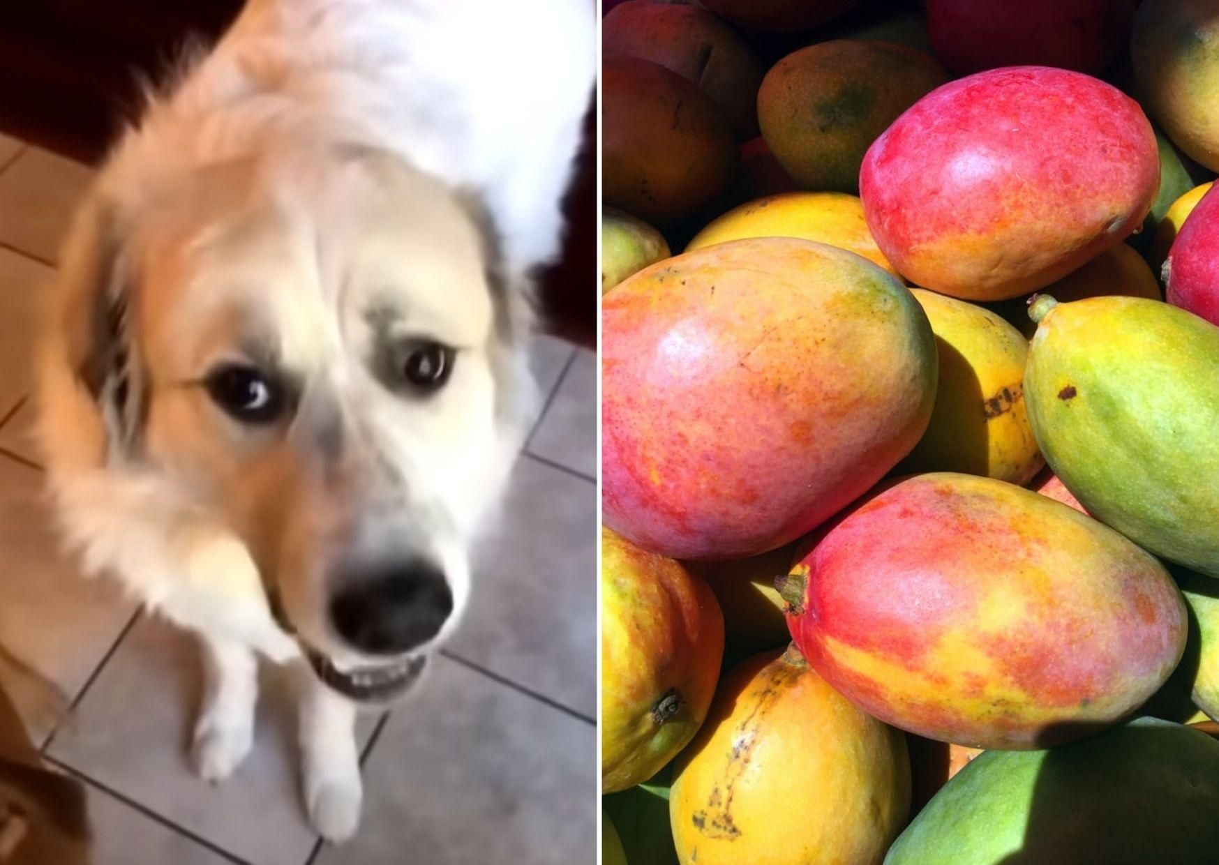 Собака вперше пробує манго: кумедне відео