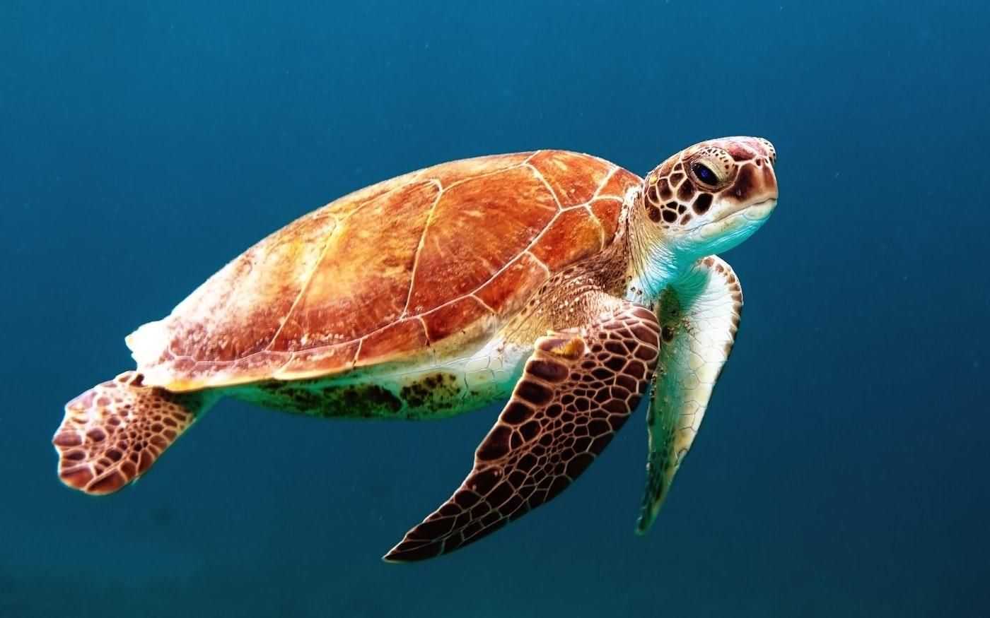 Всесвітній день черепахи: чому важливо захищати цих тварин