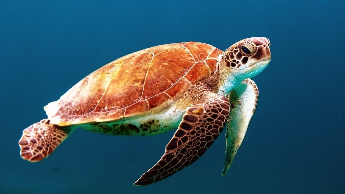Всемирный день черепахи: почему важно защищать этих животных