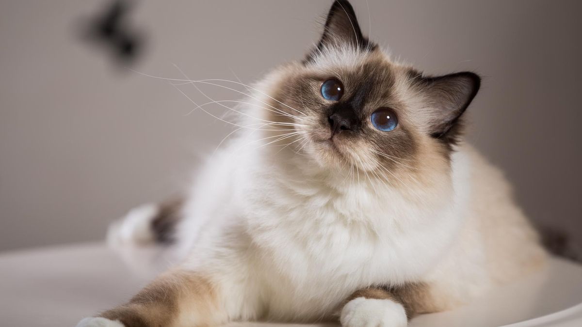 Самые спокойные породы кошек: какую выбрать для семьи