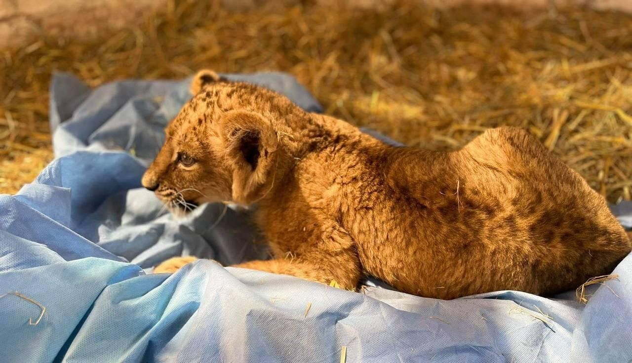 Як допомогти врятованим ведмежатам і левенятам Як допомогти врятованим ведмежатам і левенятам