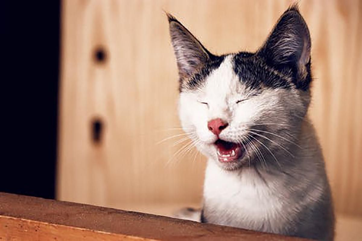 Як припинити надокучливе нявкання кішки