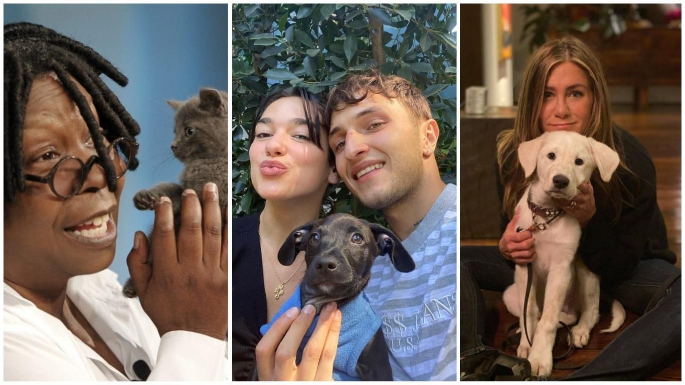 Звезды, которые взяли животных из приюта или улицы Звезды, которые взяли животных из приюта или улицы