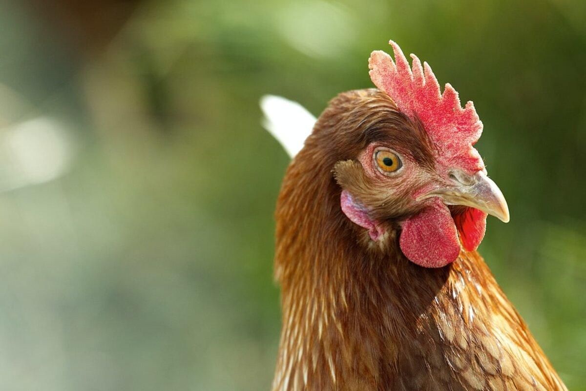 Почему американцам запретили целовать кур и цыплят