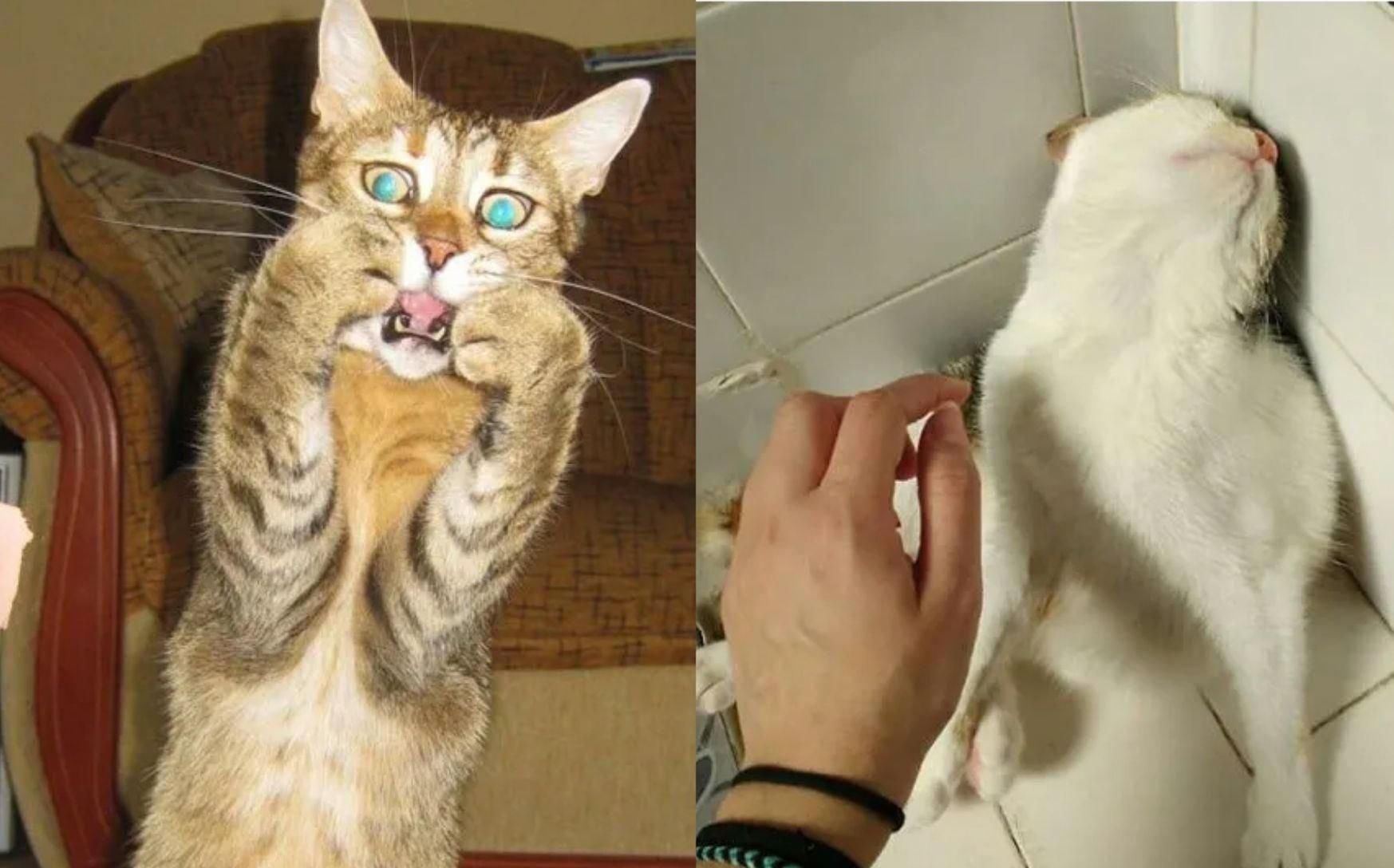 Коти, схожі на драматичних акторів: добірка кумедних фото