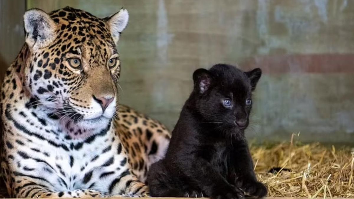 Черный ягуар родился в Великобритании: редкие фото