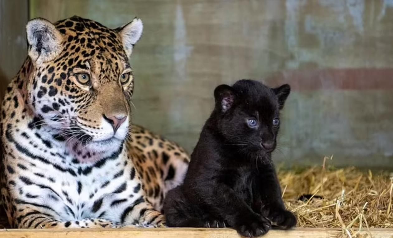 Черный ягуар родился в Великобритании: редкие фото Черный ягуар родился в Великобритании: редкие фото