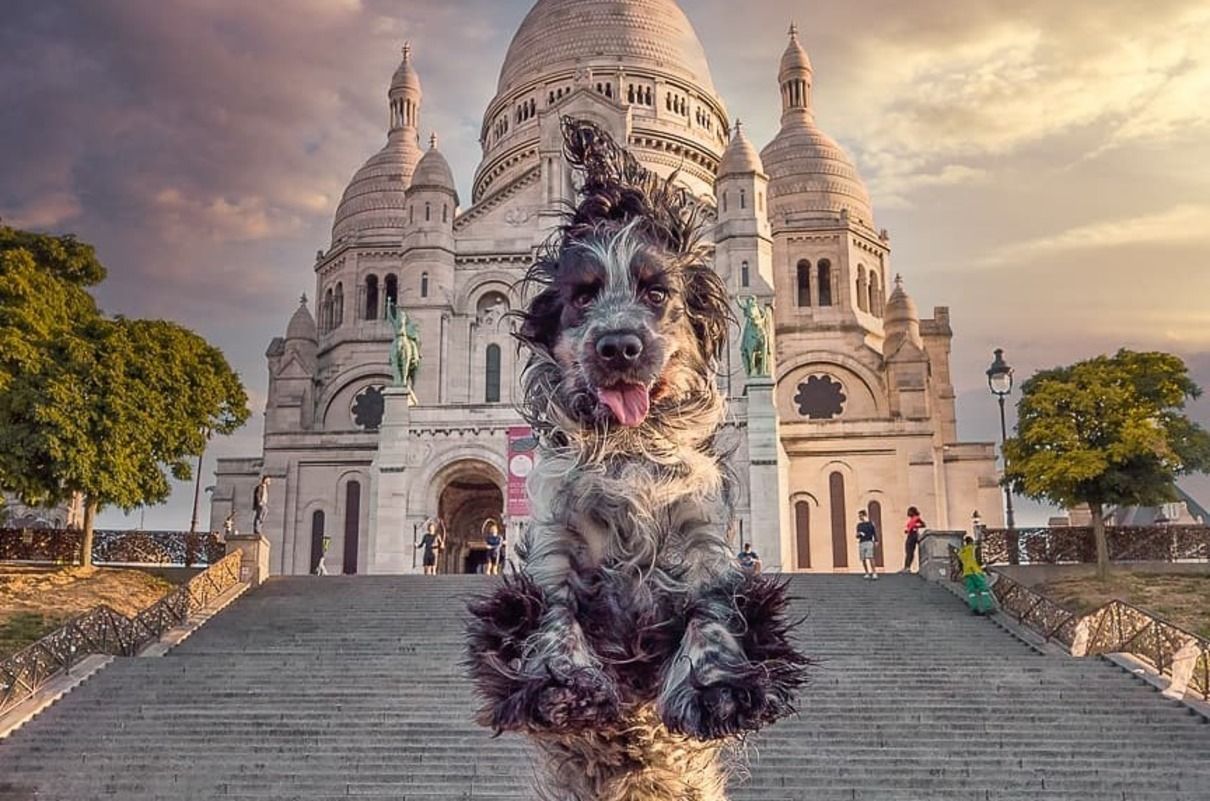 Спаниель Нарко стал звездой инстаграма из-за летучих ушей: фото Спаниель Нарко стал звездой инстаграма из-за летучих ушей: фото