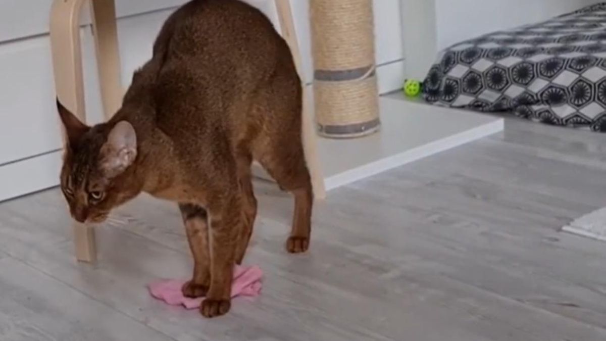Киця Аліса навчилася мити підлогу і прибирає за власниками: відео