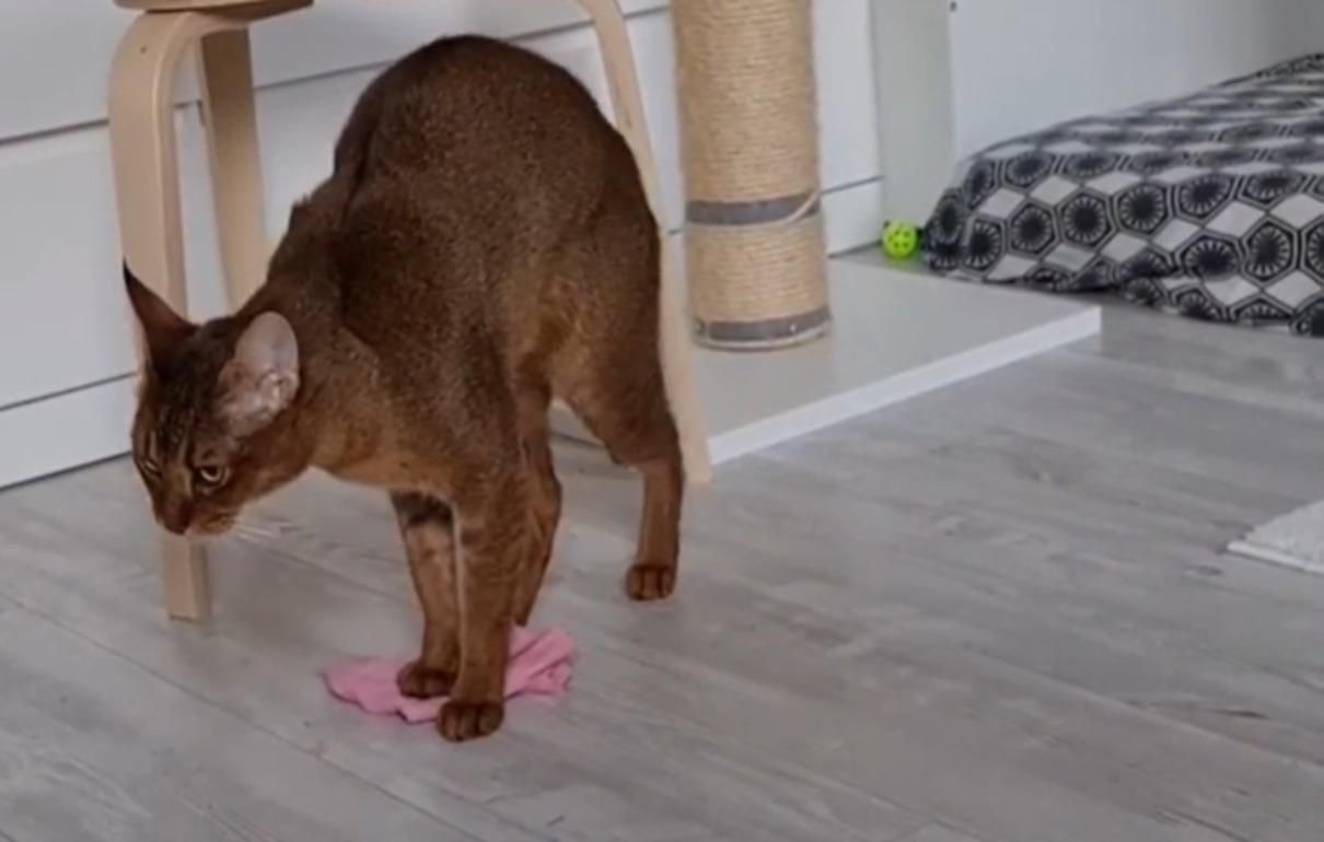 Киця Аліса навчилася мити підлогу і прибирає за власниками: відео