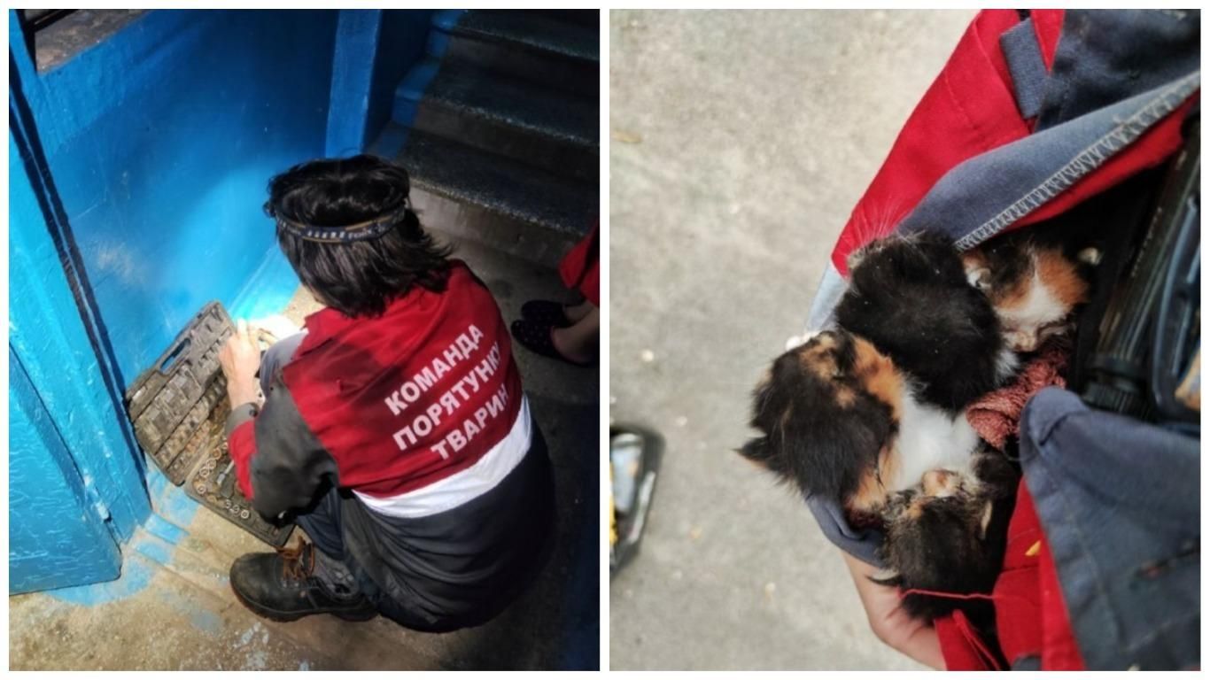 У Києві кілька годин рятували кошенят, які опинилися під підлогою У Києві кілька годин рятували кошенят, які опинилися під підлогою