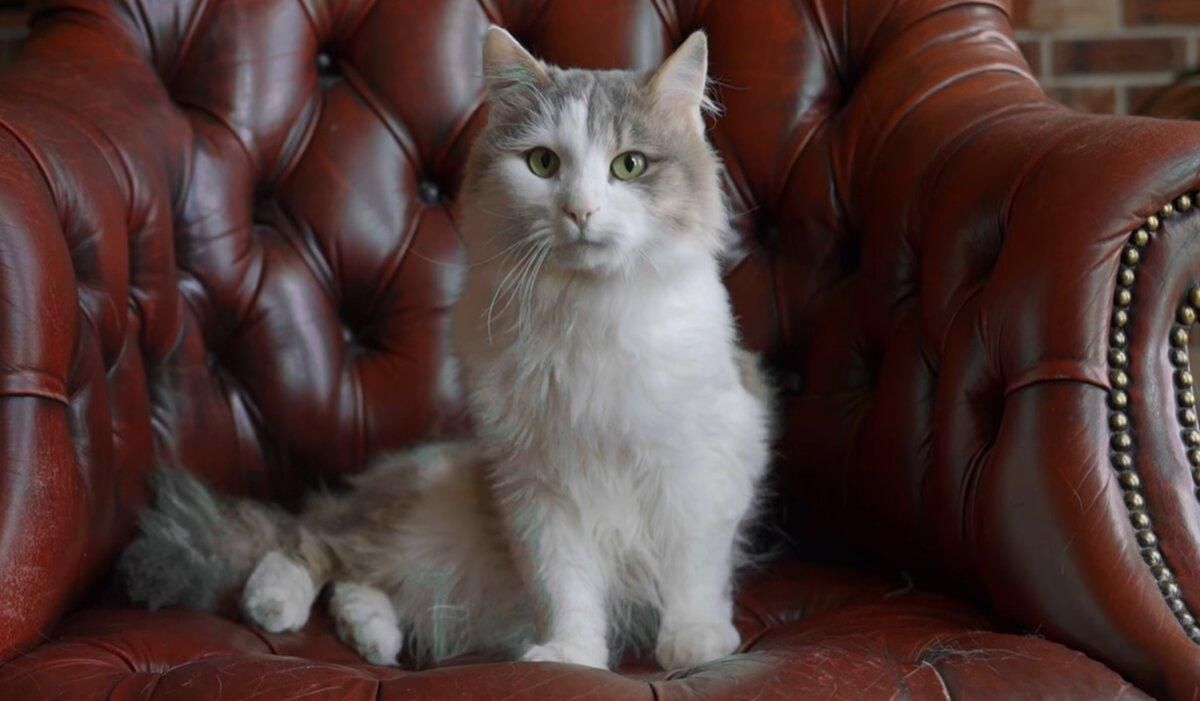 Останови холостяка: украинцам расскажут о стерилизации животных Останови холостяка: украинцам расскажут о стерилизации животных