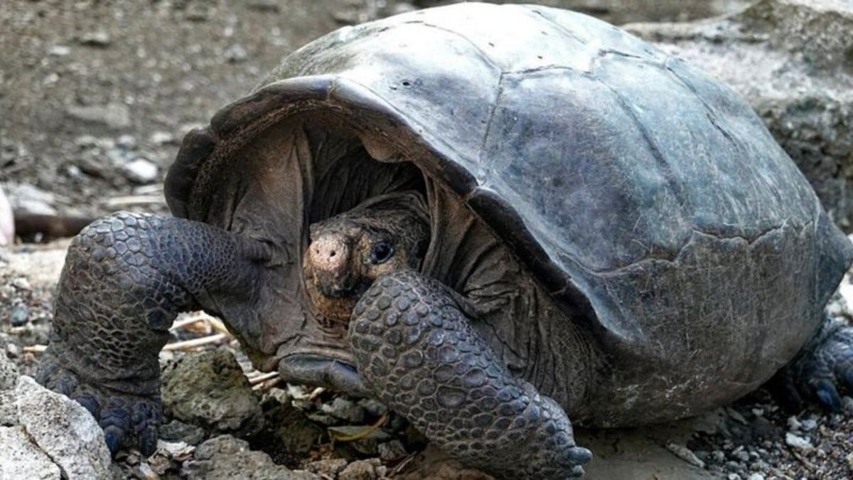 Знайшли гігантську черепаху, яку понад століття вважали вимерлою